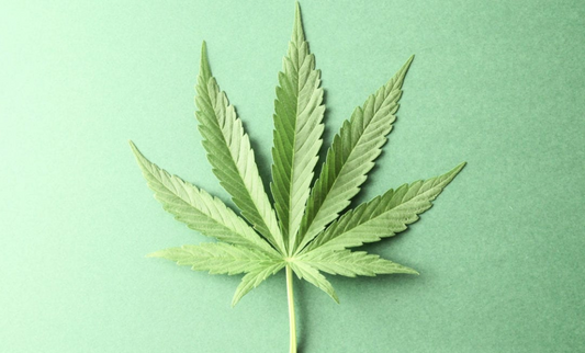 Can Cannabis Help You Sleep?